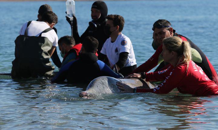 Επιχείρηση διάσωσης μιας φάλαινας του είδους ζίφιος που εξόκειλε στα ρηχά της παραλίας του Αλίμου, Παρασκευή 28 Ιανουαρίου 2022. (ΜΑΡΚΟΣ ΧΟΥΖΟΥΡΗΣ / EUROKINISSI)