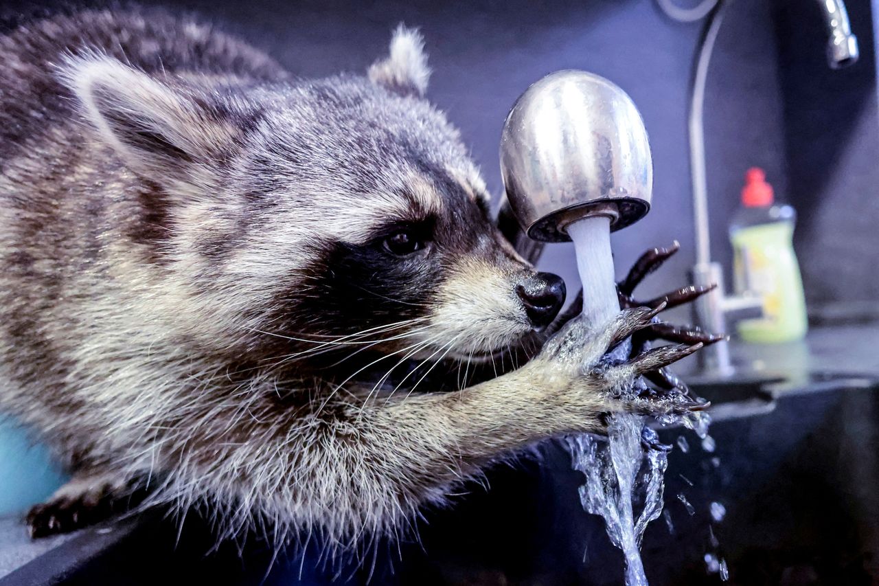 Raccoon Fritzi plays with water at the home of veterinarian Mathilde Laininger in Berlin, Germany, on Thursday. Laininger cares for four raccoons that can no longer be released into the wild. Fritzi has an Instagram account with 10,000 followers.