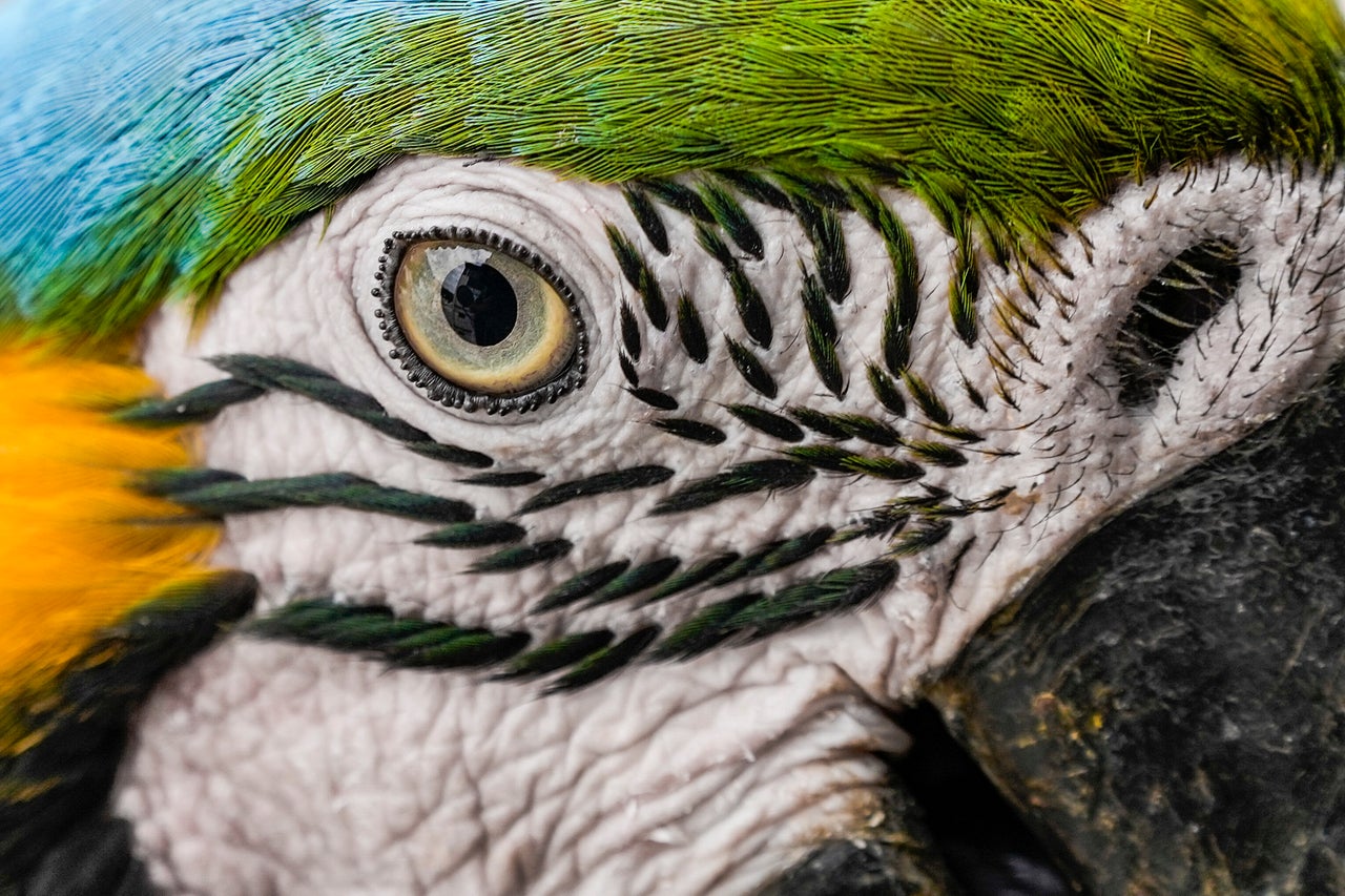 A wild macaw eats peanuts on the edge of an apartment balcony in Caracas, Venezuela, on Thursday. Macaws regularly land on the balconies and window sills for food placed for them by residents.