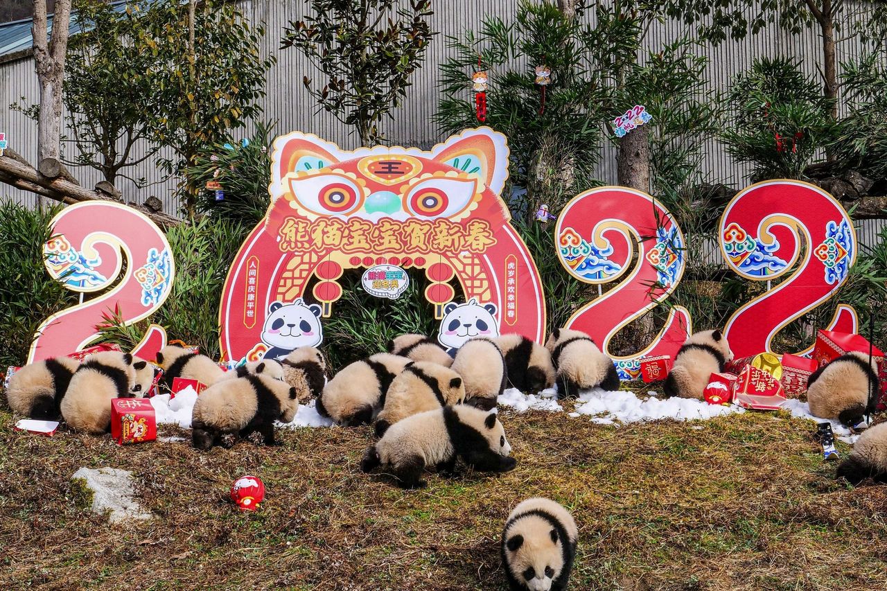 This photo taken on Monday shows panda cubs playing with festive decorations at the Shenshuping breeding base of Wolong National Nature Reserve in Wenchuan, China, ahead of the Lunar New Year.