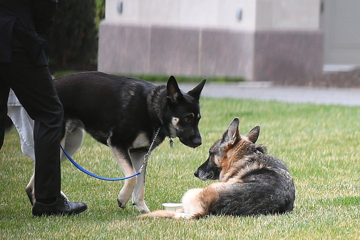 バイデン大統領の愛犬チャンプとメジャー（2021年3月31日撮影）