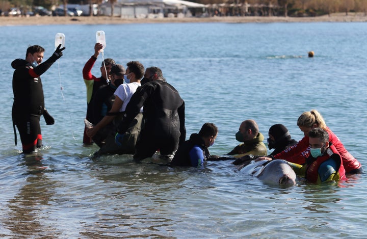 Επιχείρηση διάσωσης μιας φάλαινας του είδους ζίφιος που εξόκειλε στα ρηχά της παραλίας του Αλίμου, Παρασκευή 28 Ιανουαρίου 2022. (ΜΑΡΚΟΣ ΧΟΥΖΟΥΡΗΣ / EUROKINISSI)