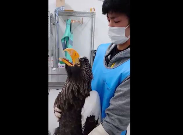猛禽類医学研究所に治療中のオオワシ。齊藤慶輔さんのTwitterに投稿された動画より