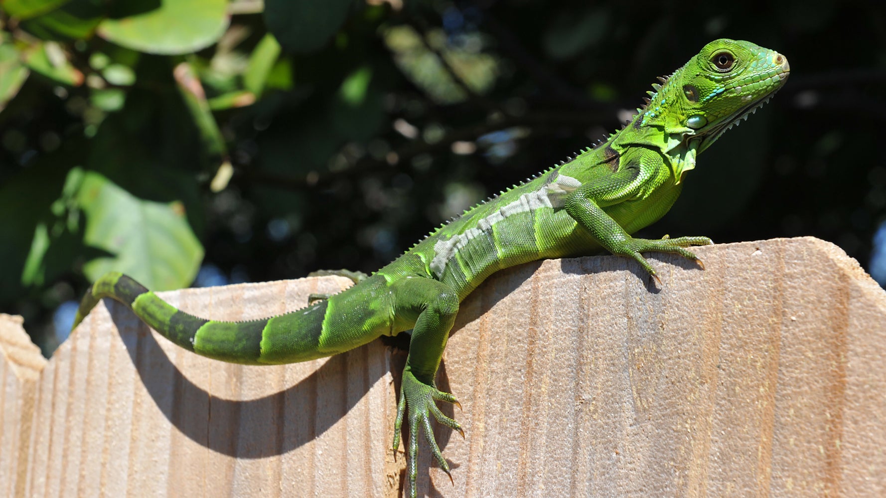 週末はイグアナが降るでしょう 異例の天気予報 いったい何が起きた ハフポスト World 週末はイグアナが降るでしょう 異例の天気予報 いったい何が起きた ハフポスト World