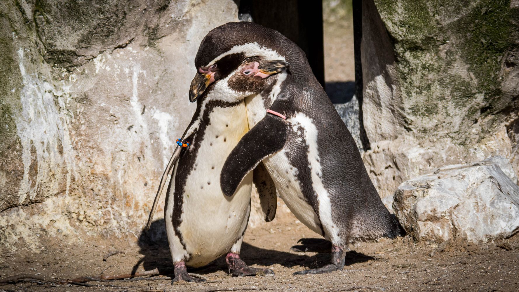 Un couple de pingouins mâles fait un “excellent travail” en élevant un nouveau-né adoptif, selon le zoo de New York