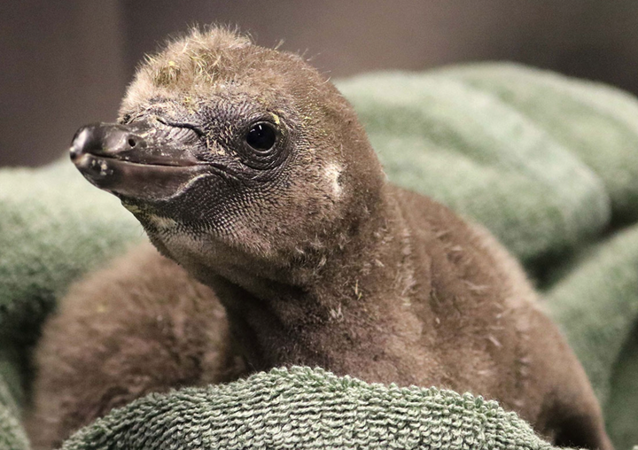 Elmer and Lima's new chick hatched on New Year's Day.