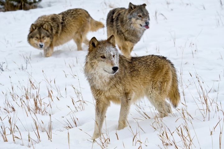Gray wolves in Montana.