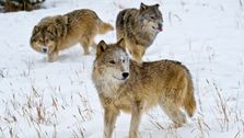 

    Red States’ Wolf Decimation Campaign Hasn’t Worked

