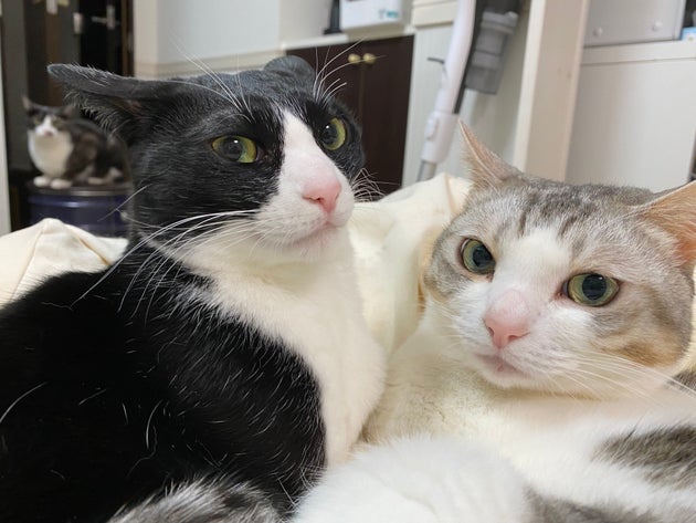 甘えん坊で 筋トレの邪魔をしまくる白い猫 一周まわってかわいいから見て 画像集 ハフポスト 甘えん坊で 筋トレの邪魔をしまくる白い猫 一周まわってかわいいから見て 画像集 ハフポスト