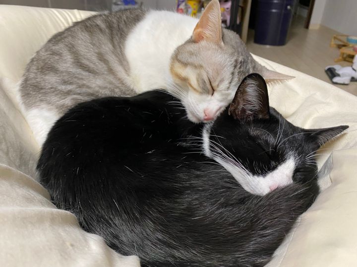 すやすやと眠る猫たち