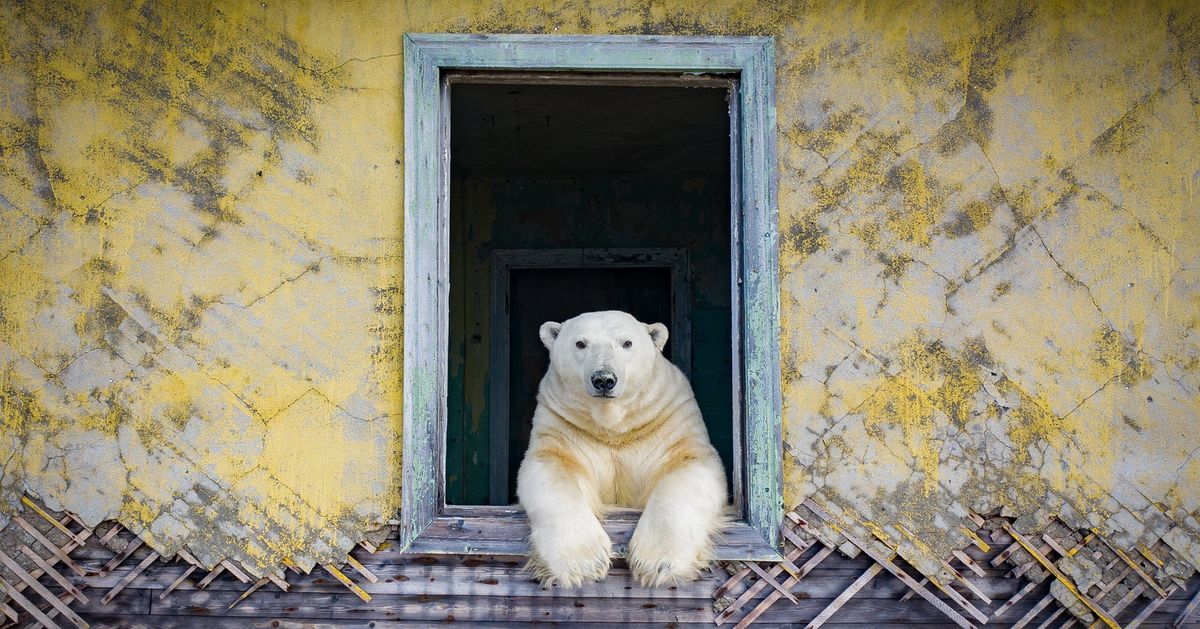 シロクマが廃墟に移り住んでいた。現実離れした北極の世界をカメラが