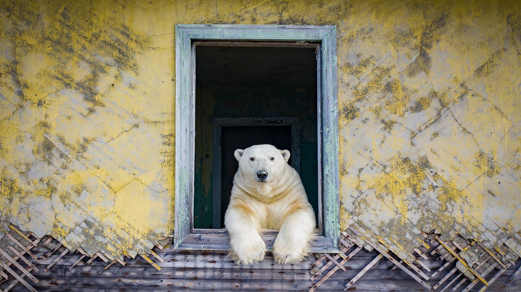 シロクマが廃墟に移り住んでいた。現実離れした北極の世界をカメラが