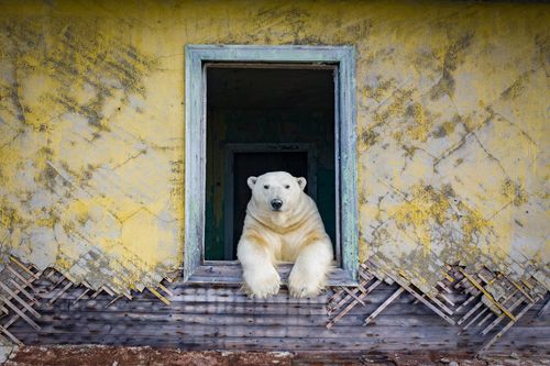 シロクマが廃墟に移り住んでいた。現実離れした北極の世界をカメラが捉える | ハフポスト WORLD