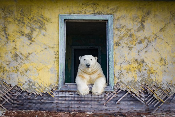 シロクマが廃墟に移り住んでいた 現実離れした北極の世界をカメラが捉える ハフポスト World