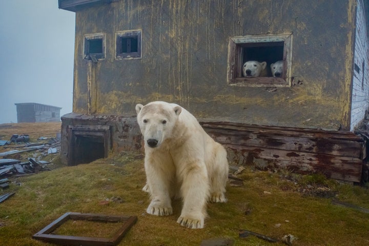 シロクマが廃墟に移り住んでいた。現実離れした北極の世界をカメラが