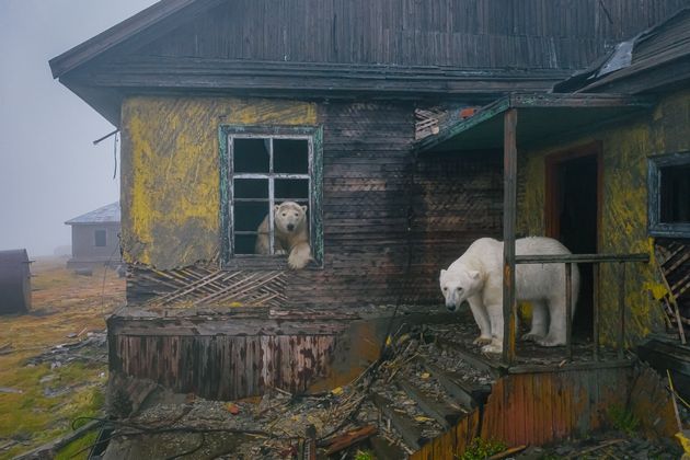 シロクマが廃墟に移り住んでいた。現実離れした北極の世界をカメラが捉える