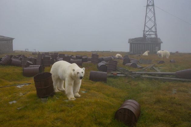 シロクマたちの周辺には、多くのドラム缶が散乱している