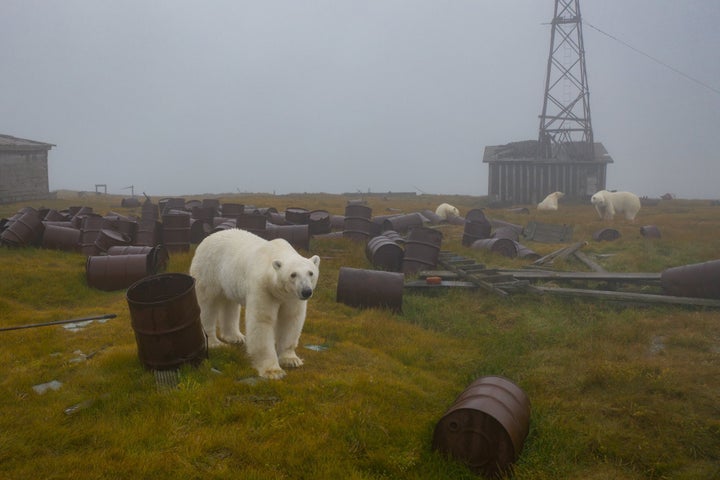 シロクマが廃墟に移り住んでいた。現実離れした北極の世界をカメラが