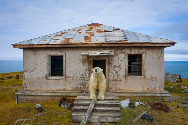 シロクマが廃墟に移り住んでいた。現実離れした北極の世界をカメラが捉える