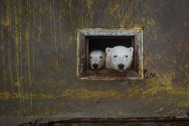 シロクマが廃墟に移り住んでいた。現実離れした北極の世界をカメラが捉える