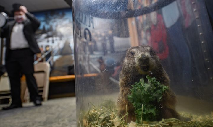 Punxsutawney Phil, the weather-predicting groundhog, enjoys a sprig of kale in his holding pen before a Zoom call with schoolchildren.