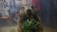 Prognostication Time: Punxsutawney Phil Prepares To Make Groundhog Day Prediction