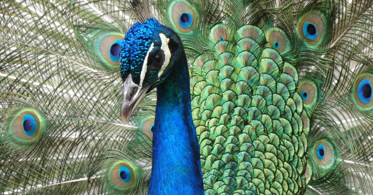 Inspired by Peacock Feathers - National Solutions