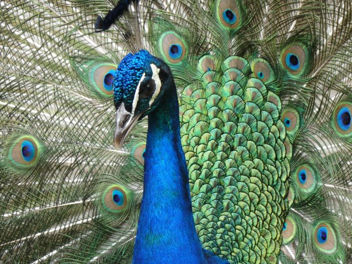 Peacocks could be on the outs in some South Florida neighborhoods after the Miami-Dade commission agreed to loosen a law protecting the birds.