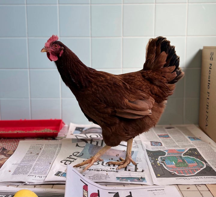 In this photo provided by the Animal Welfare League of Arlington, is a wandering chicken that was caught sneaking around a security area at the Pentagon, a local animal welfare organization said. The loose hen was found Monday, Jan. 31, 2022, near the U.S. Department of Defense headquarters, the Animal Welfare League of Arlington wrote in a tweet. She has been named Henny Penny. (Animal Welfare League of Arlington via AP)