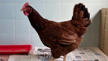 Wandering Hen Caught Sneaking Around Pentagon Security Area