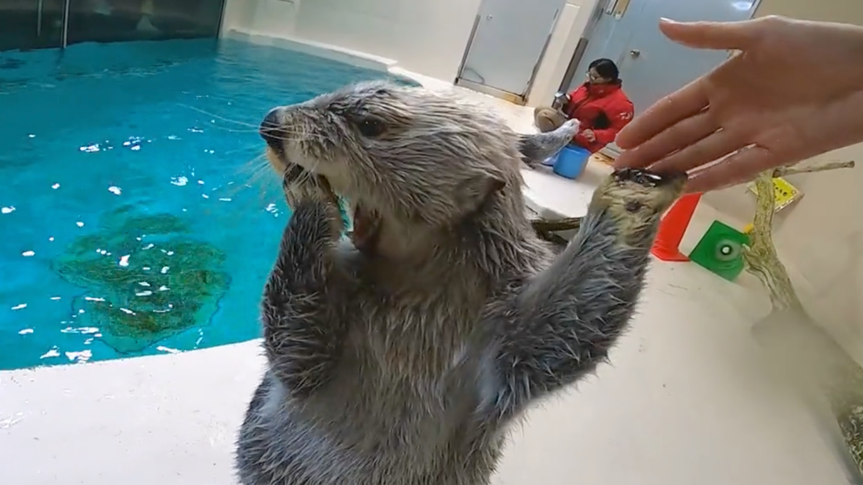 ごはん はやく って聞こえる エサをねだるラッコパンチ かわいすぎるから見て 動画 ハフポスト News ごはん はやく って聞こえる エサをねだるラッコパンチ かわいすぎるから見て 動画 ハフポスト News