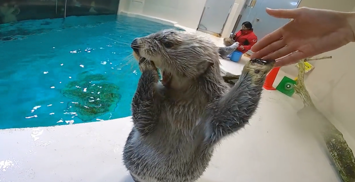 ごはん はやく って聞こえる エサをねだるラッコパンチ かわいすぎるから見て 動画 ハフポスト News ごはん はやく って聞こえる エサをねだるラッコパンチ かわいすぎるから見て 動画 ハフポスト News