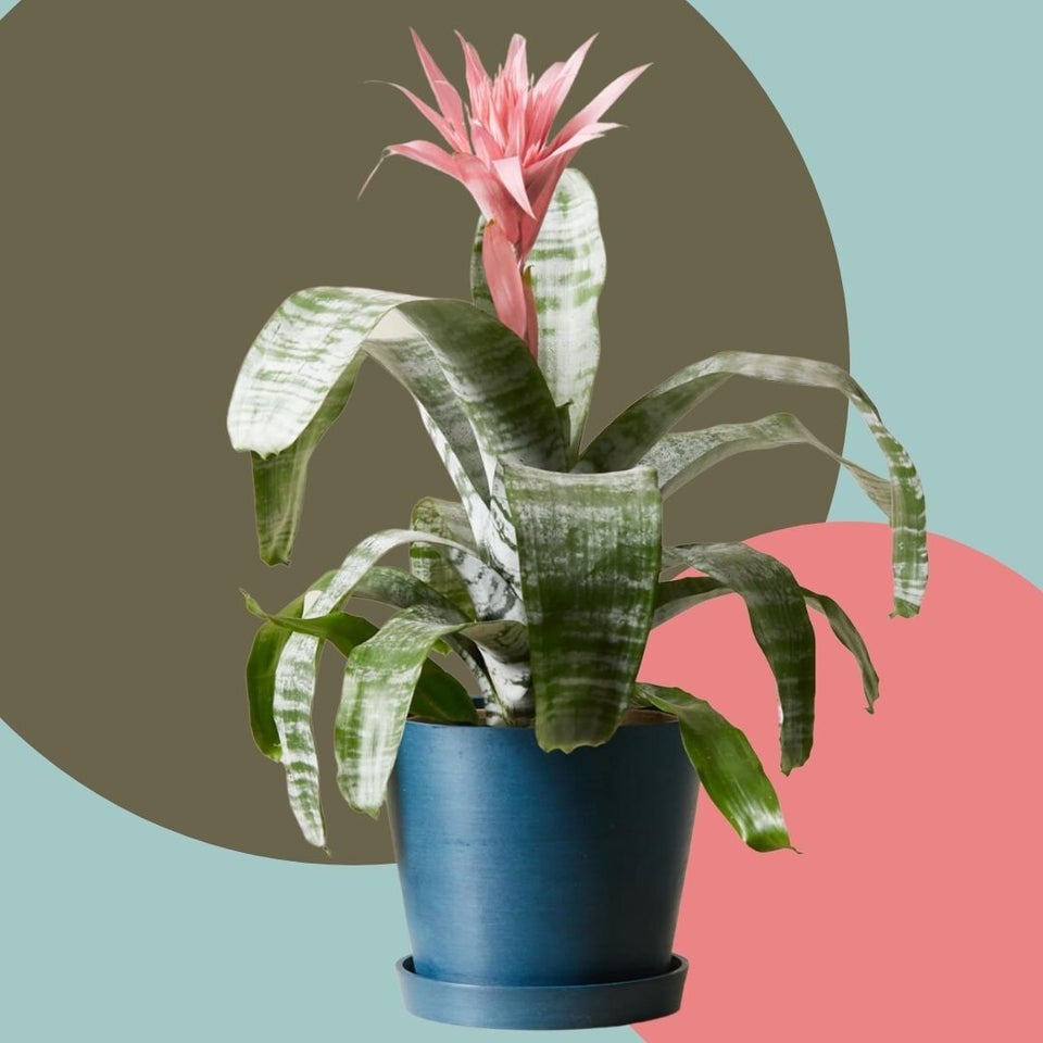 Pet-Friendly Houseplants That Are Safe For Cats And Dogs | HuffPost Life