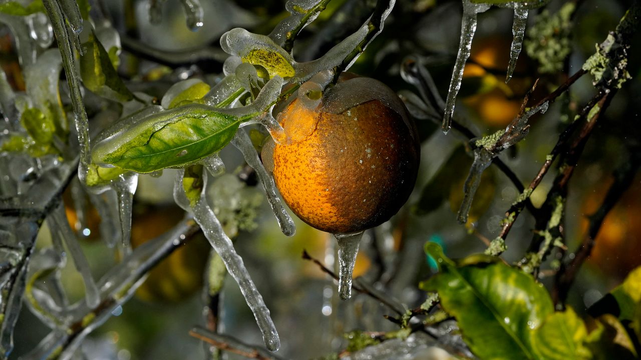 Ice clings to oranges in a grove Sunday in Plant City, Florida. Farmers spray water on their crops to help keep the fruit from getting damaged by the cold. Temperatures overnight dipped into the mid-20s.