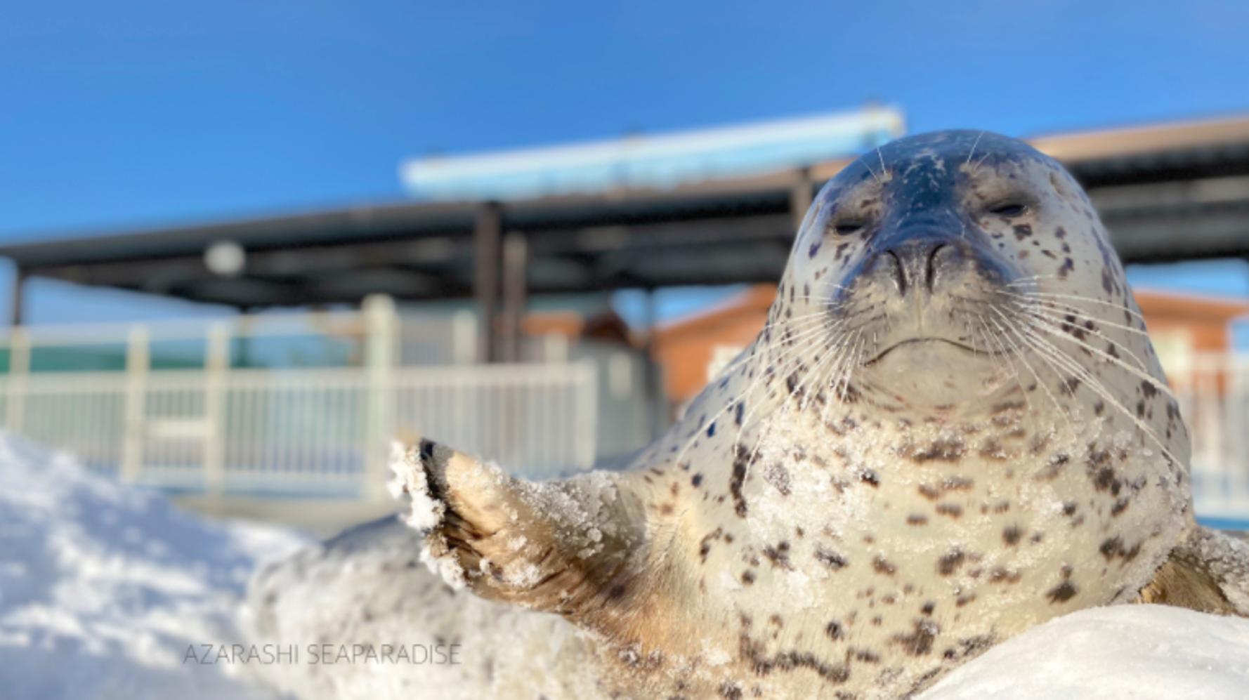 最高の相棒やん 首の動きぴったりのアザラシと飼育員の芸がエモい 動画 ハフポスト News