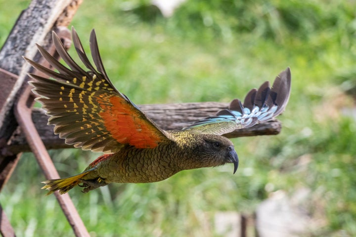 ニュージランド固有種の「ミヤマオウム」のイメージ写真