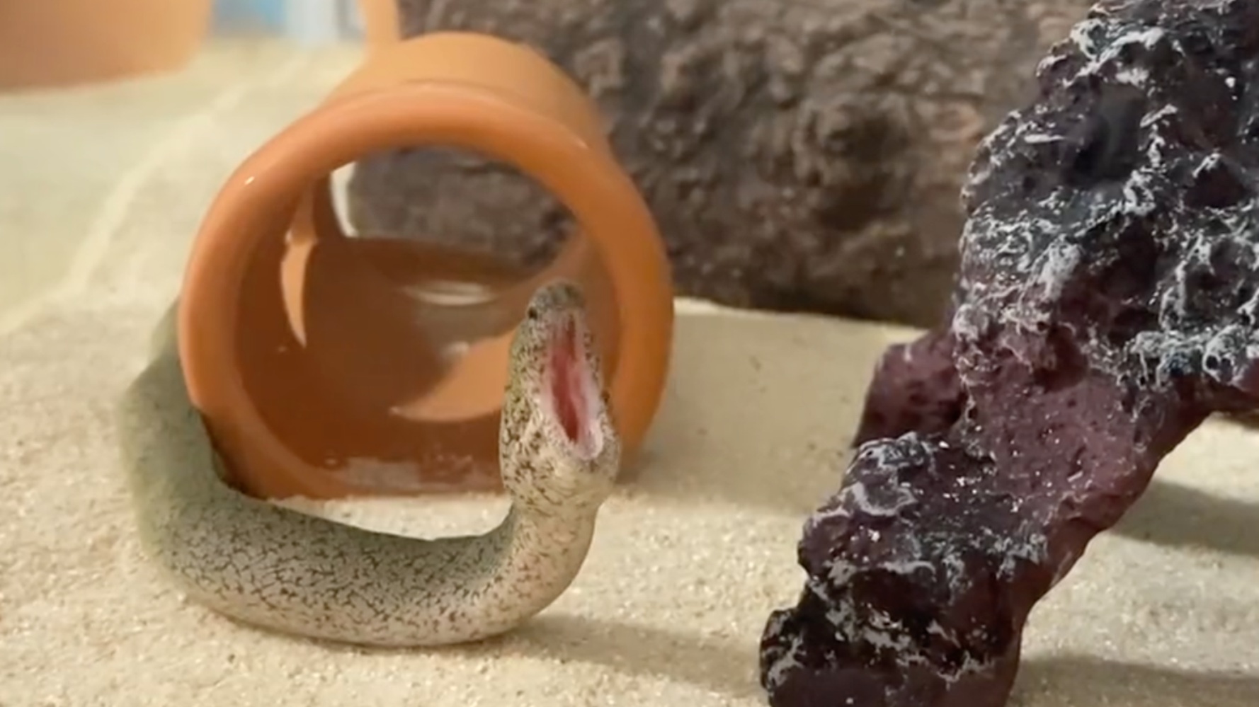 ウツボだってあくびするよ 人間みたいな仕草にときめく人が続出 ハフポスト News ウツボだってあくびするよ 人間みたいな仕草にときめく人が続出 ハフポスト News