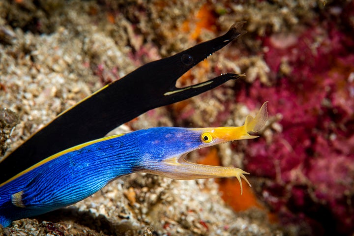 ウツボは「海のギャング」と呼ばれることもある（イメージ写真）