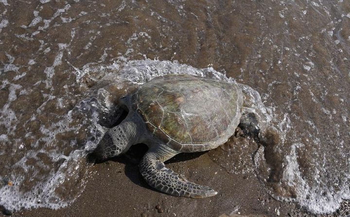 Έφηβη χελώνα ξεβράστηκε νεκρή στην Κάλμπα