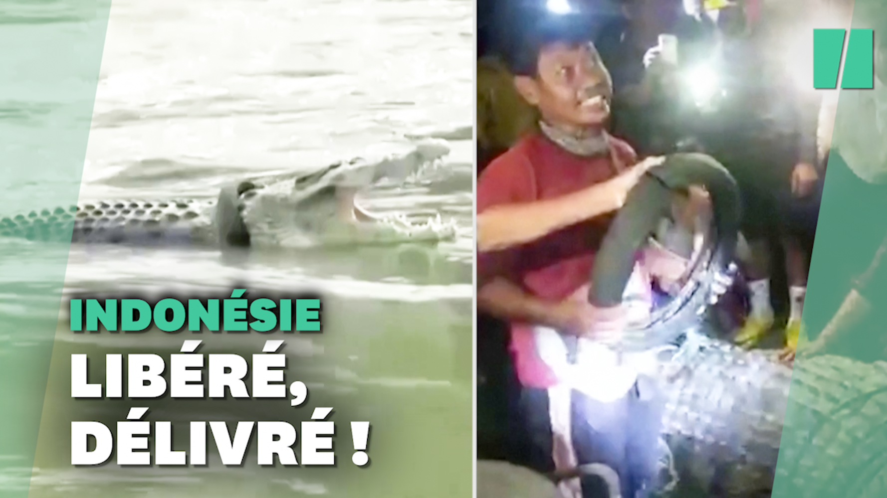 En Indonésie, il sauve un crocodile avec un pneu coincé autour du cou