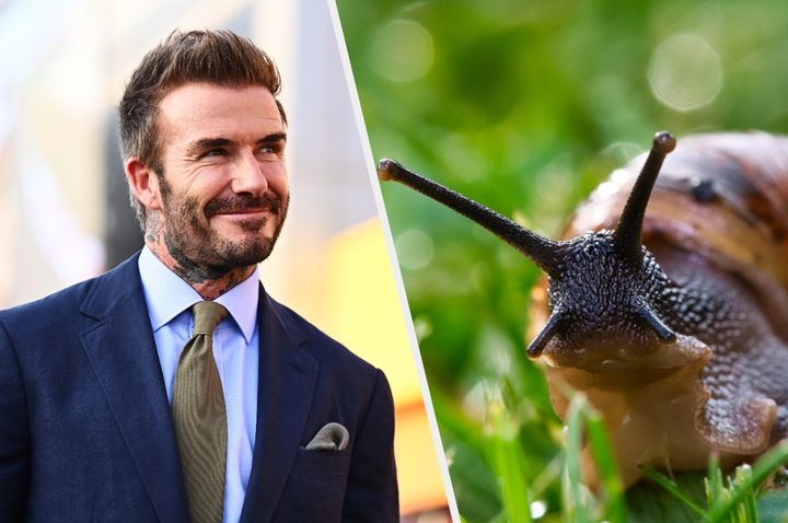 David Beckham's love of snails runs deep