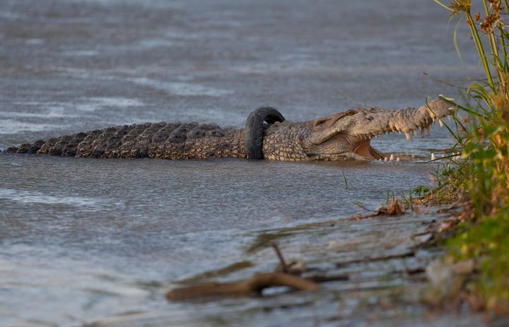 A crocodile with a motorcycle tire stuck around its neck basks on a riverbank in Palu, Central Sulawesi on Jan. 18, 2020. (AP Photo/Mohammad Taufan)