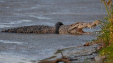 Tire Finally Removed From Crocodile’s Neck After 6 Years