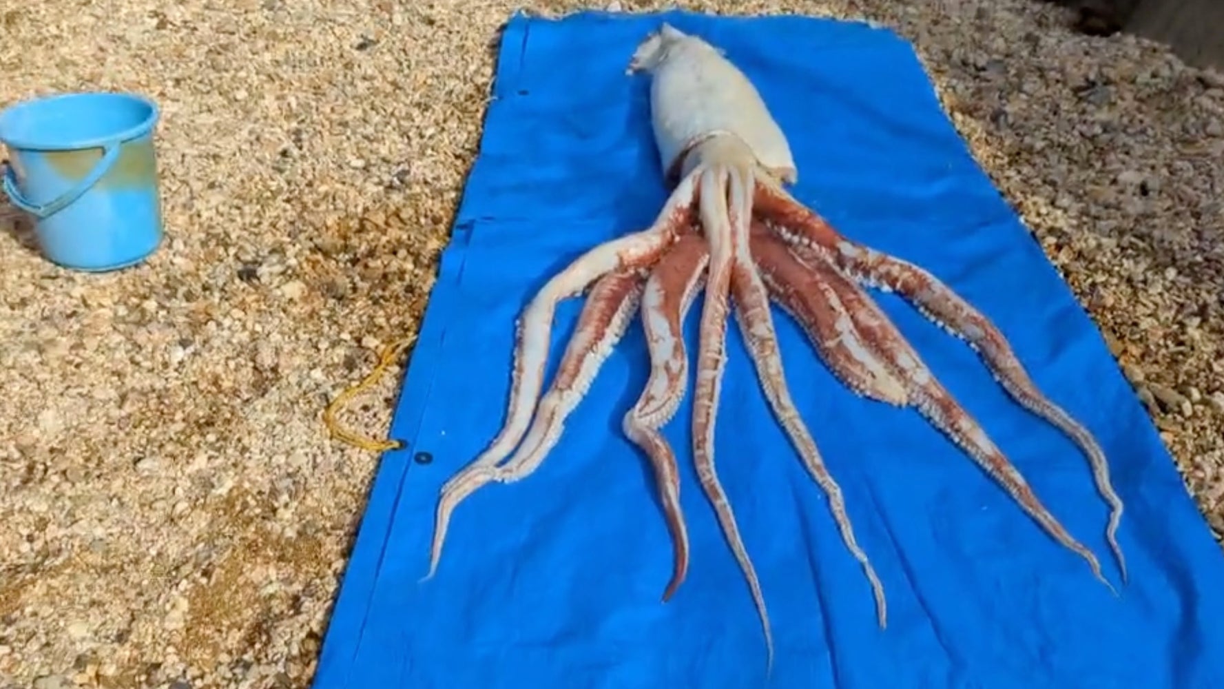 ダイオウイカを焼いて食べた男性は語る 味をつければ何とかごまかせる ハフポスト News ダイオウイカを焼いて食べた男性は語る 味をつければ何とかごまかせる ハフポスト News