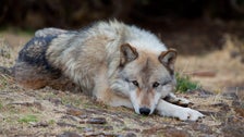 Gray Wolves Regain Endangered Species Act Protections