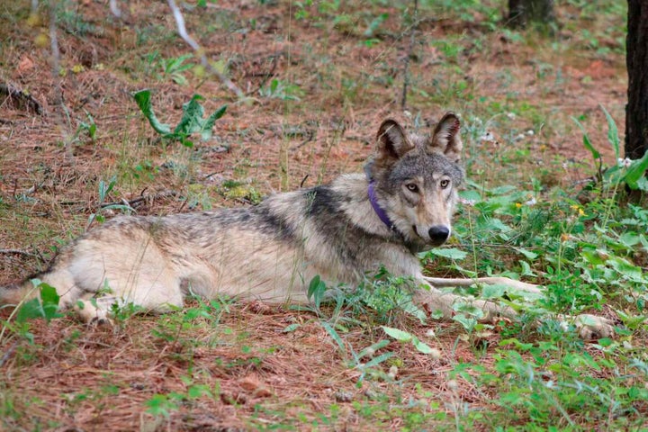 A gray wolf near Yosemite, California.