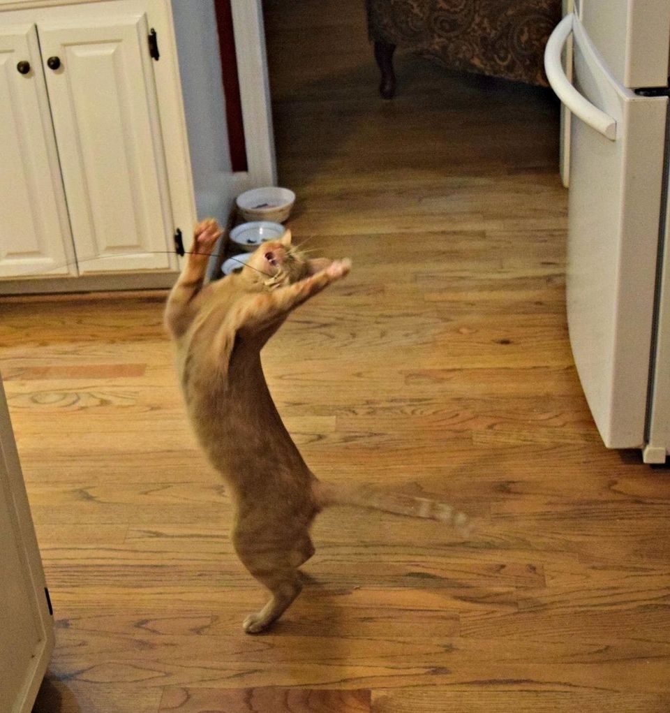 An interactive dancing cat toy to get your cat some exercise without you needing to do it as well
