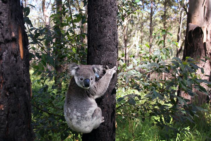 A juvenile male koala, named Savoy Vince, is released back to natural habitat at Lake Innes Nature Reserve on Sept. 14, 2020, in Port Macquarie, Australia.