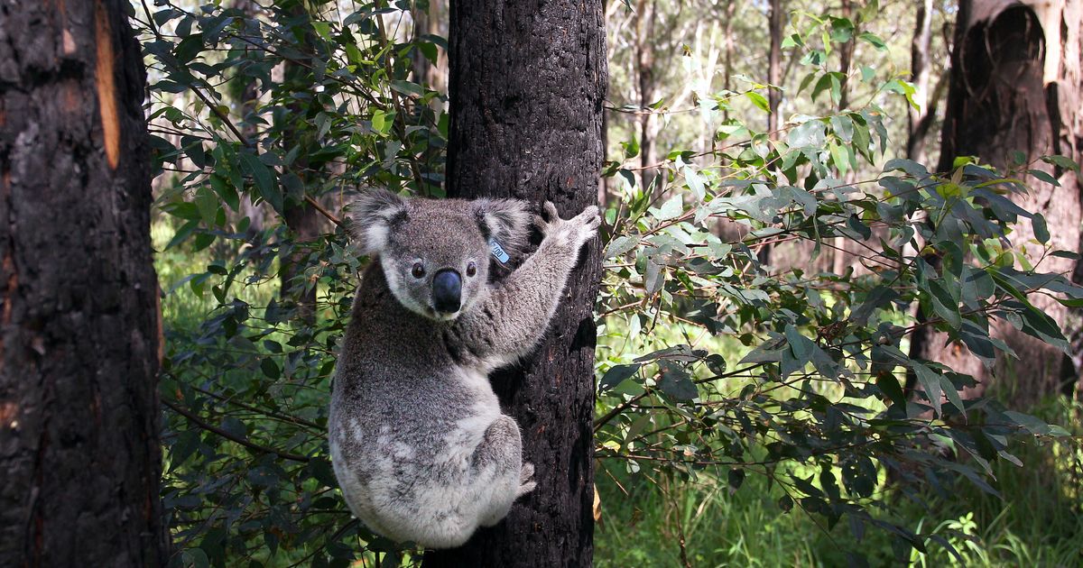 Koalas are endangered now, and climate change is a big reason why