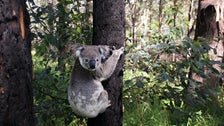 Koalas Now Endangered In Large Swath Of Australia, Government Says